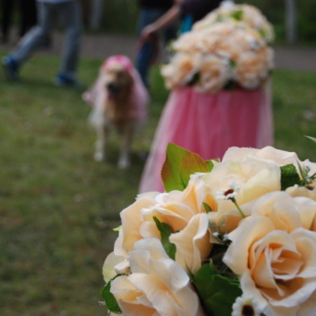 寵物兵團(tuán)—阿寶與叮叮的婚禮