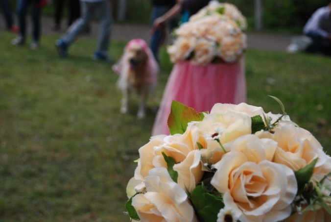 寵物兵團(tuán)—阿寶與叮叮的婚禮